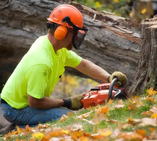 tree services Antwerp